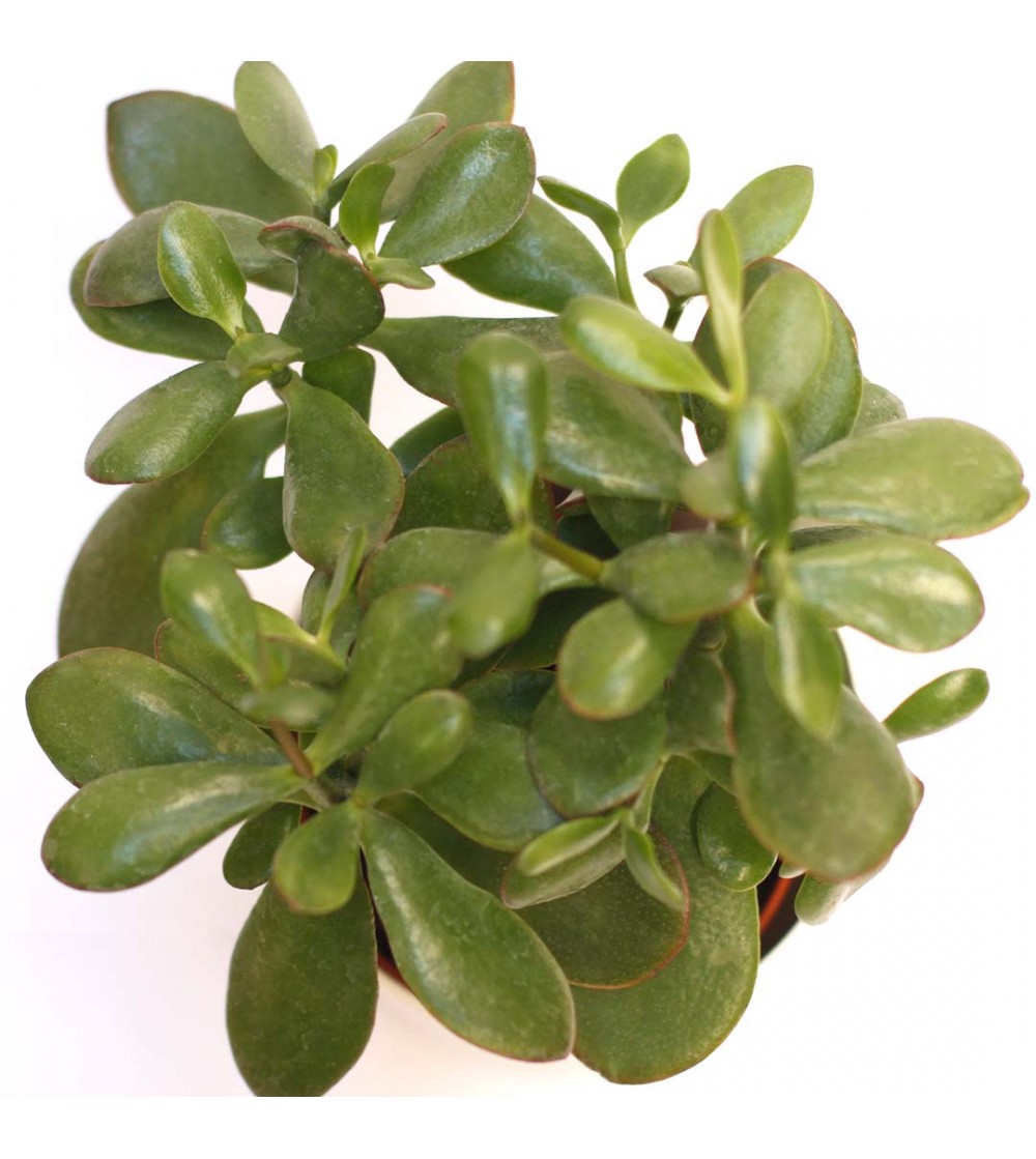 Comprar Rbol De Jade O Suculenta Jade Citysens Plantas De Calidad