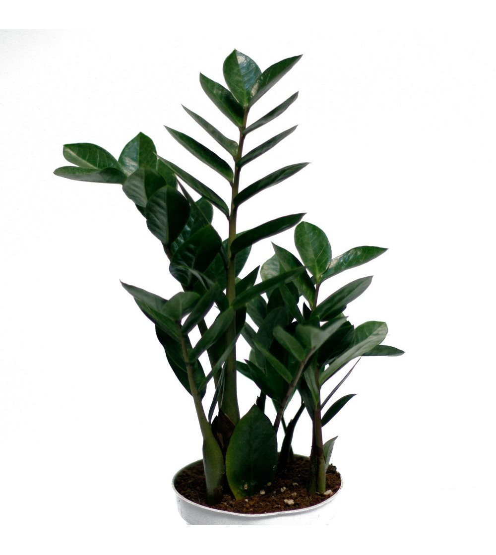 Zamioculca for vertical planter