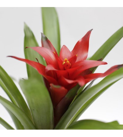 Comprar Guzmania: planta de interior con flor de color rojo | CitySens