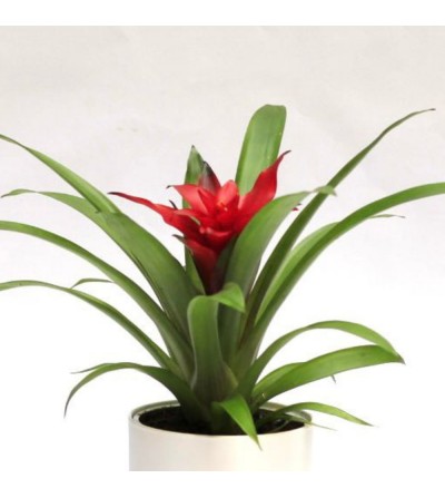 Guzmania