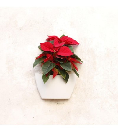 Confezione fioriera a muro con Poinsettia