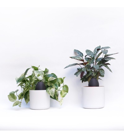 riego para plantas de casa