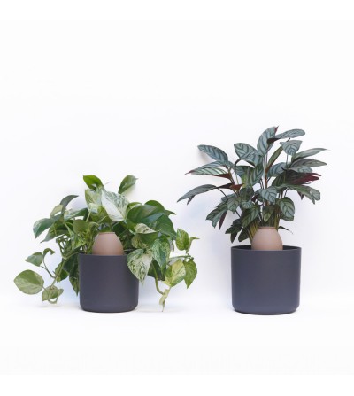 riego para plantas interior