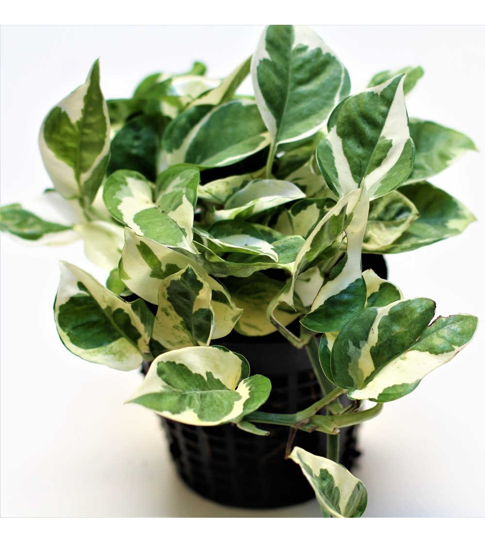 Buy Pothos N'joy online | CitySens