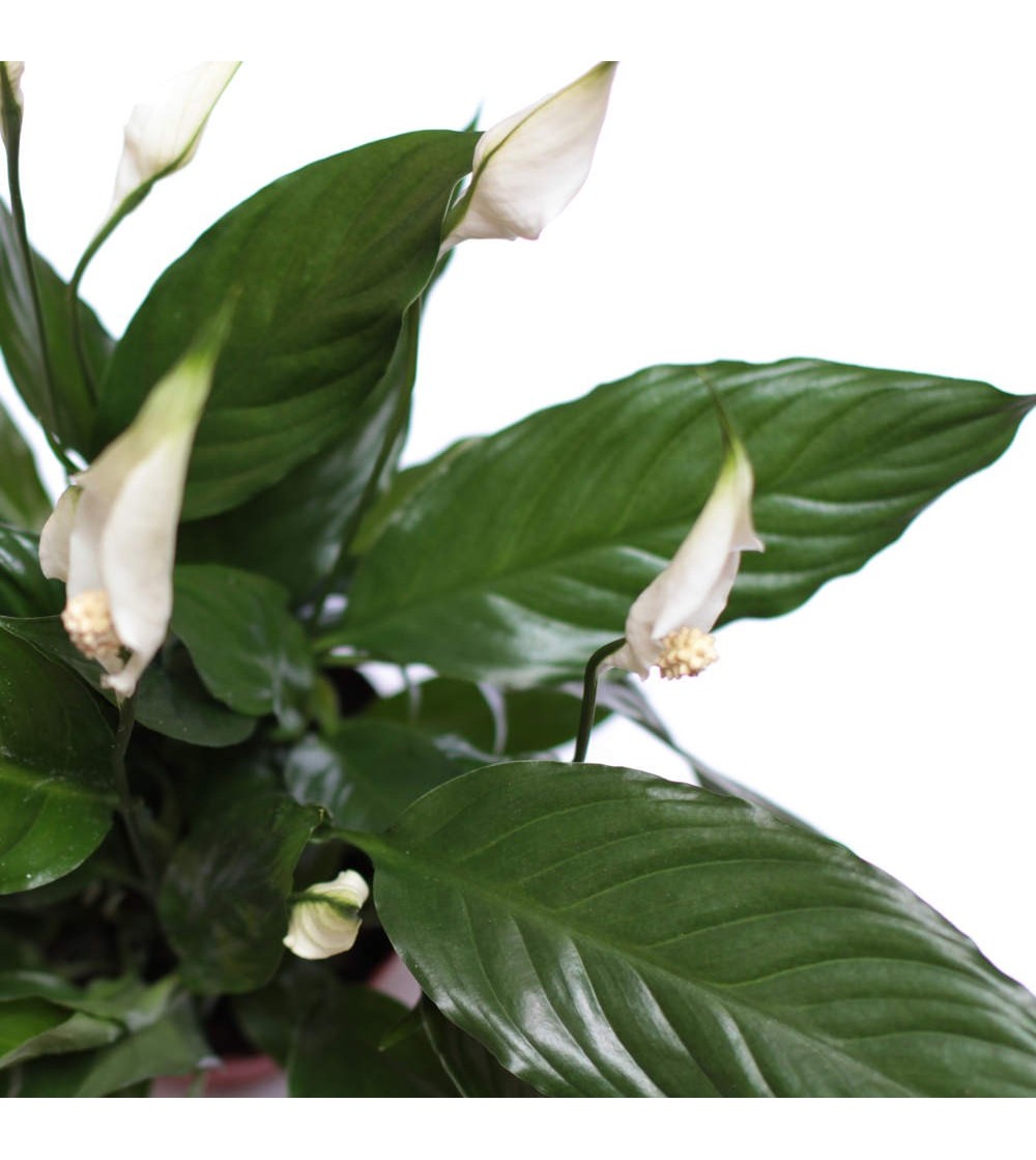 Spathiphyllum : cultiver et rempoter – PagesJaunes