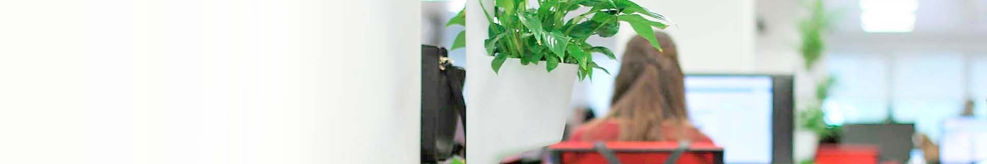 Büropflanzen online |Lieferung von Zimmerpflanzen l CitySens