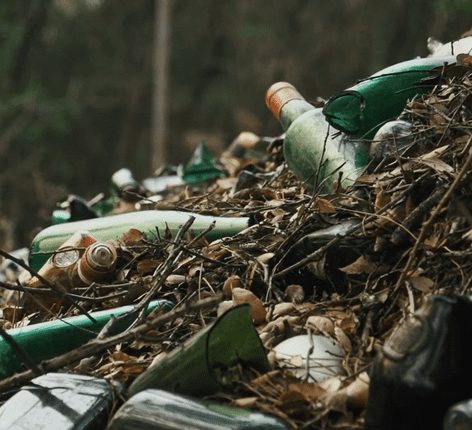 plant in recycled bottle