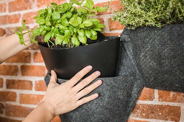 Vasi da parete con piante che purificano l'aria