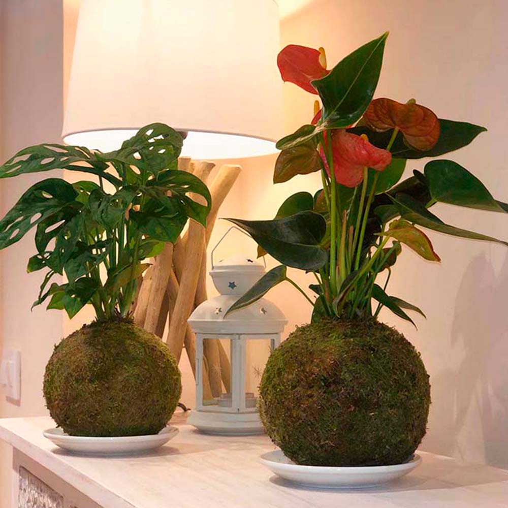 Anthurium: red natural plant CitySens