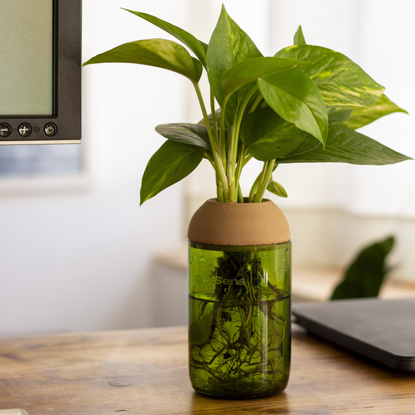 transparent planter